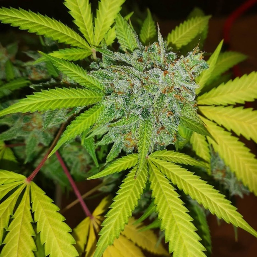 Banana Cheese strain Banana Cheese strain