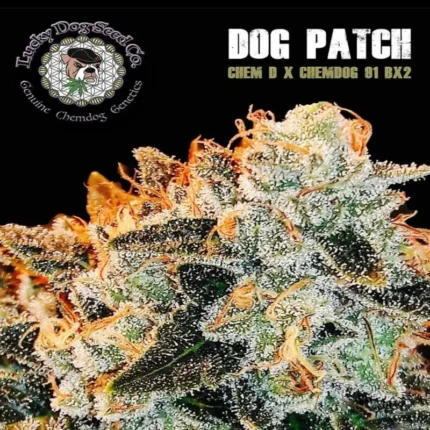 Dog Patch strain