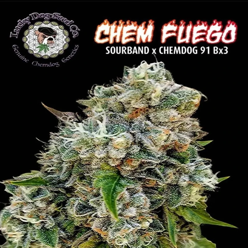 Chem-fuego-seeds chem fuego seeds