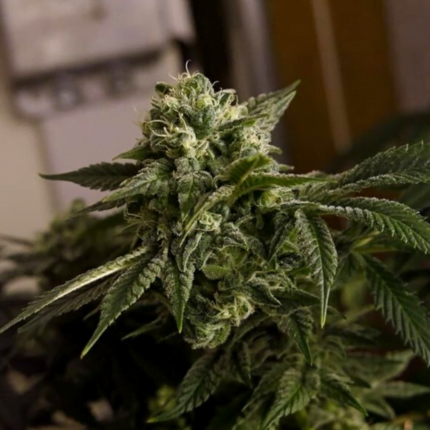 old dirty biker strain