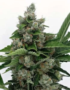 Sowahh Strain Old School Genetics