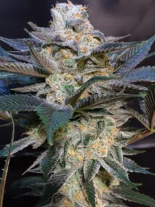 Biker Kush karma genetics