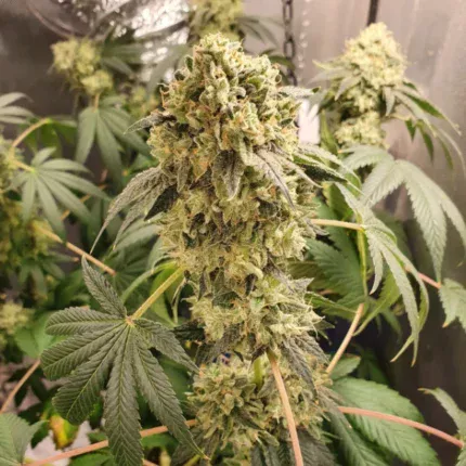 Blue Grape Fuel strain Old School Genetics