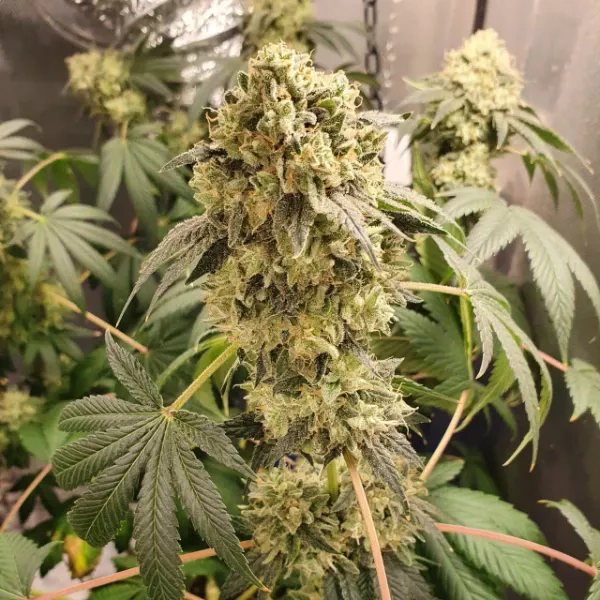 blue-grape-fuel-strain-old-school-genetics Blue Grape Fuel strain Old School Genetics