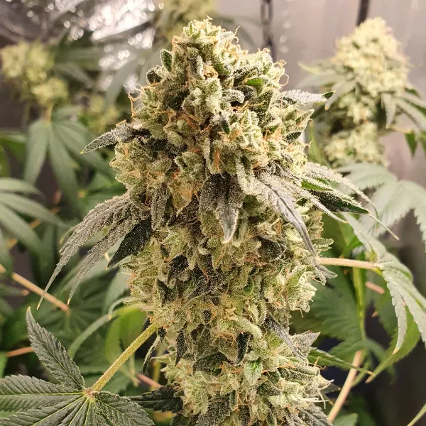 blue-grape-fuel-strain Blue Grape Fuel strain