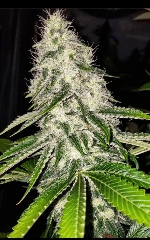 Chasca strain aromas