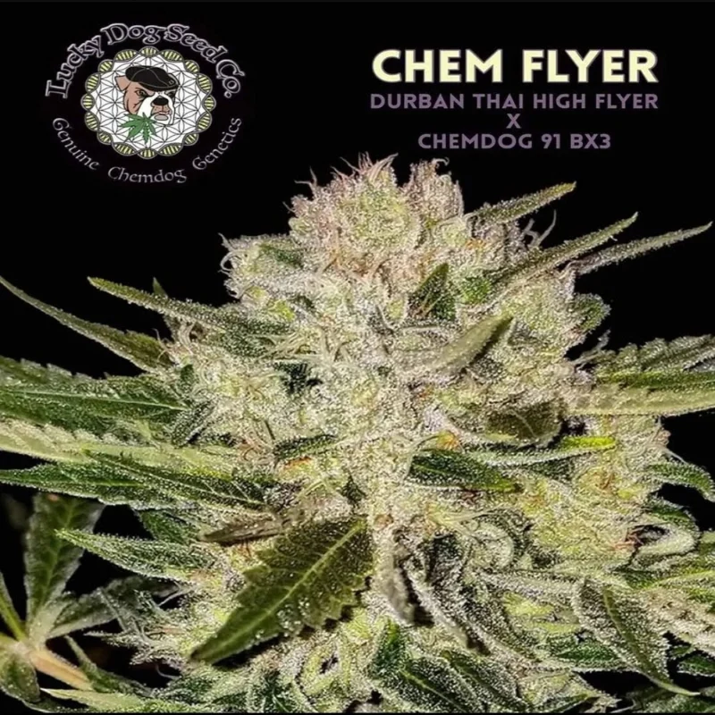 chem-flyer-strain chem flyer strain