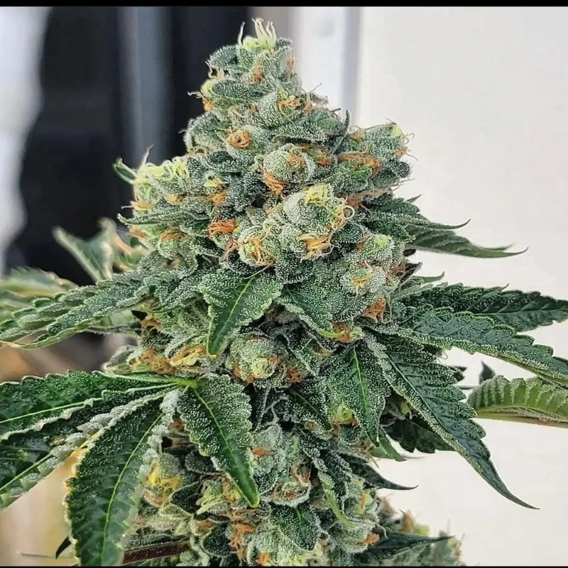 chem-fuego-strain chem fuego strain