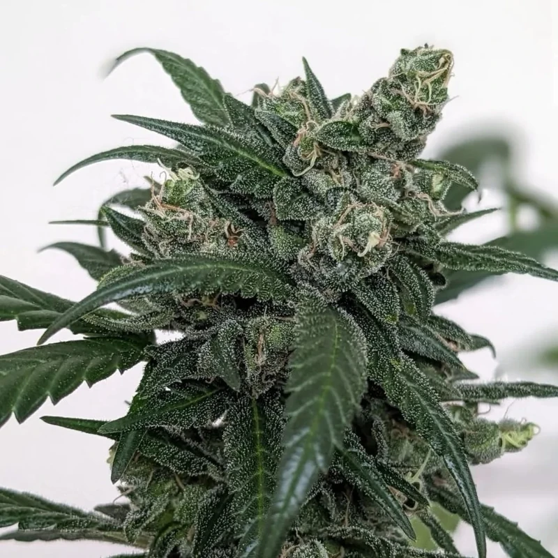 old school genetics skunk