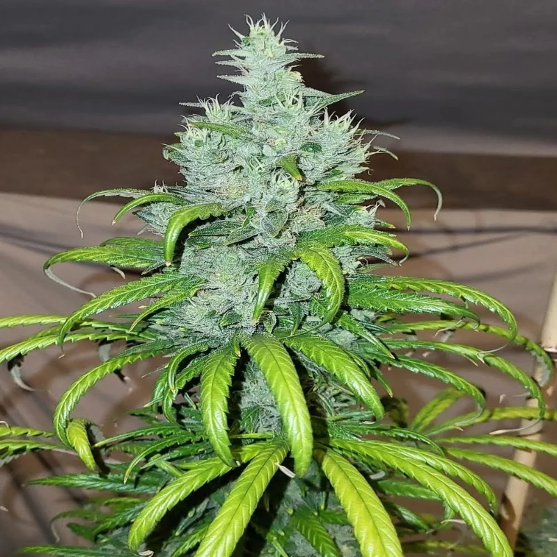 skunk strain old school genetics