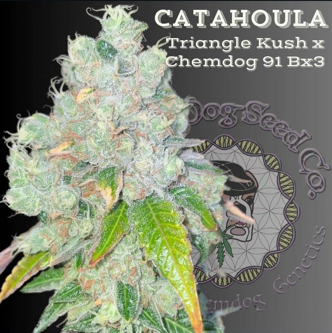 Catahoula by Lucky Dog Seed CO