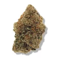 catahoula old school genetics