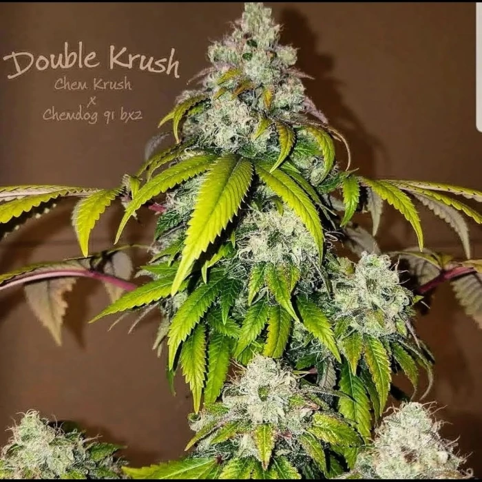 Old School Genetics Double Krush