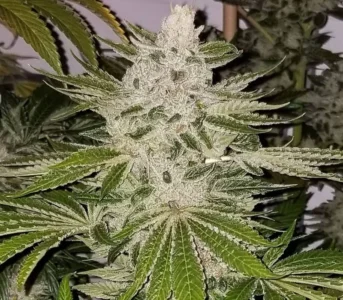 Twin Peaks v2 strain