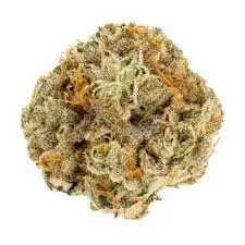 western star old school genetics