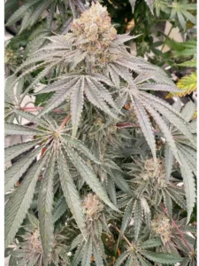 apple b strain karma genetics