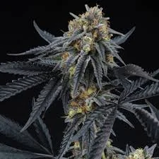 mop chopper strain old