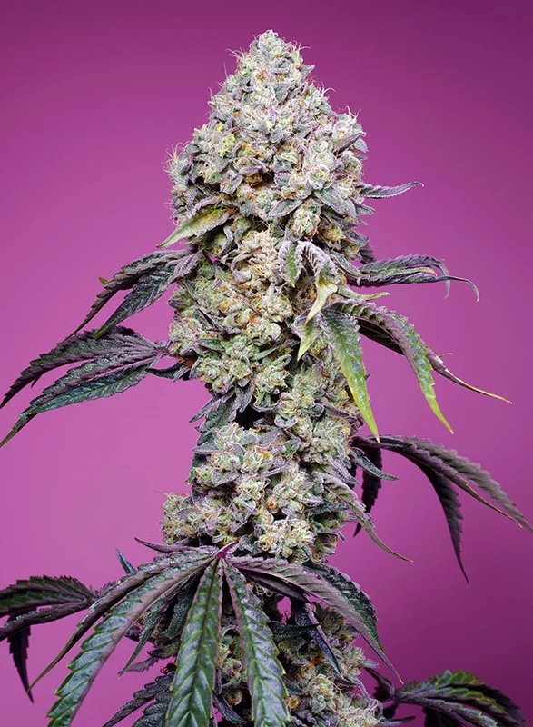 sweet seeds cannabis