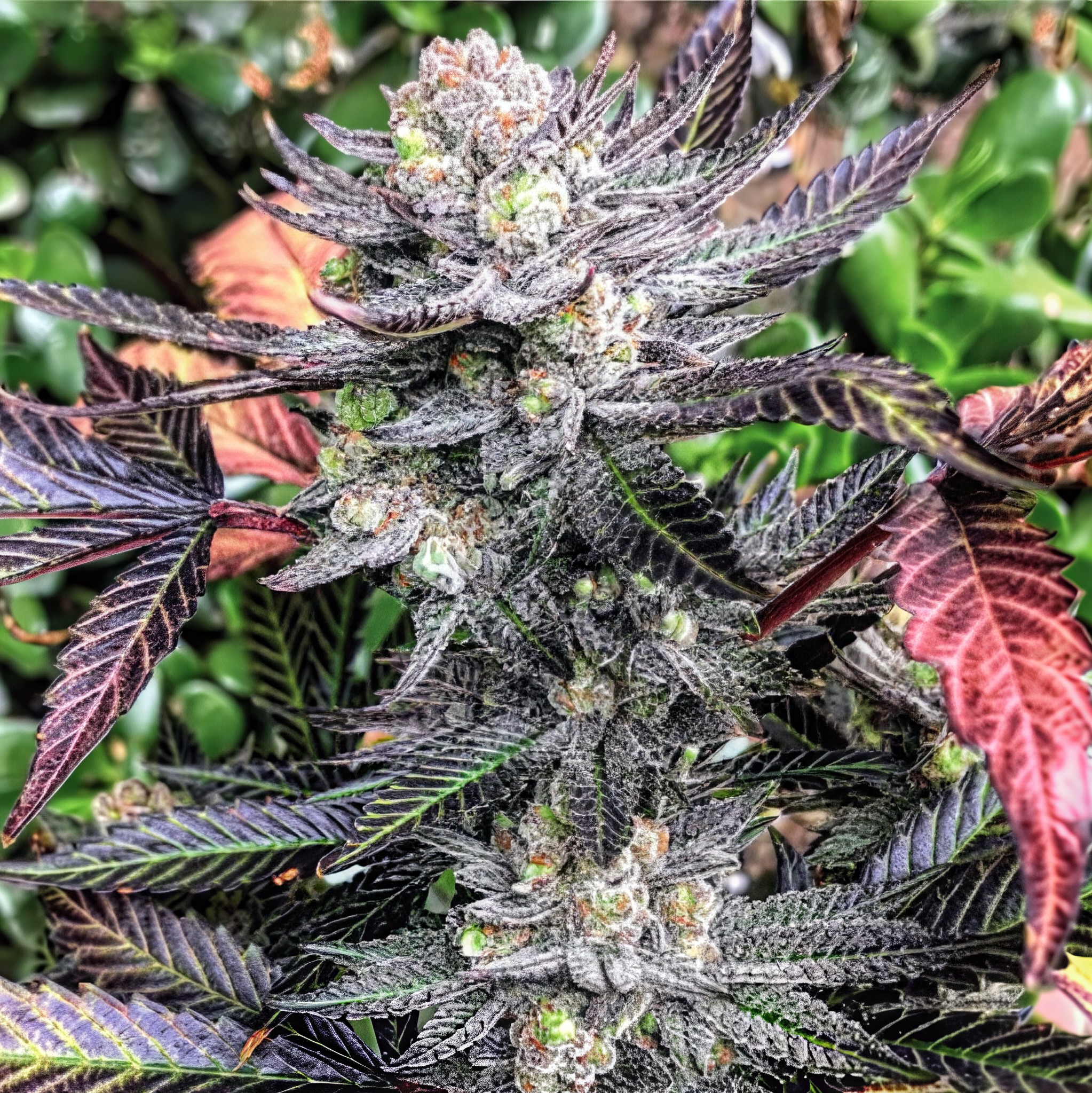 Punami Sour bud Karma Genetics