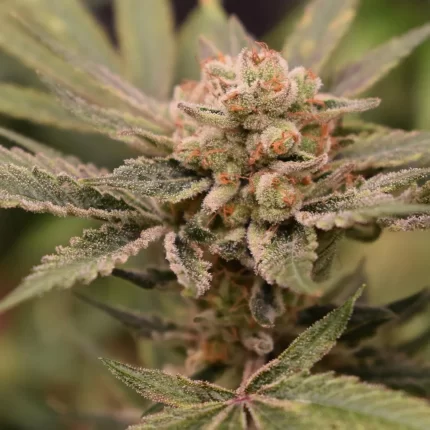 Papaya banana strain