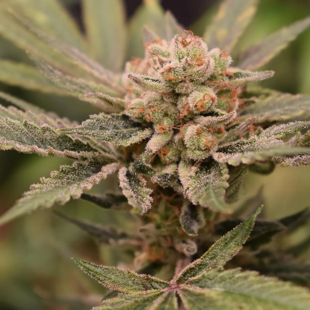 Papaya banana strain