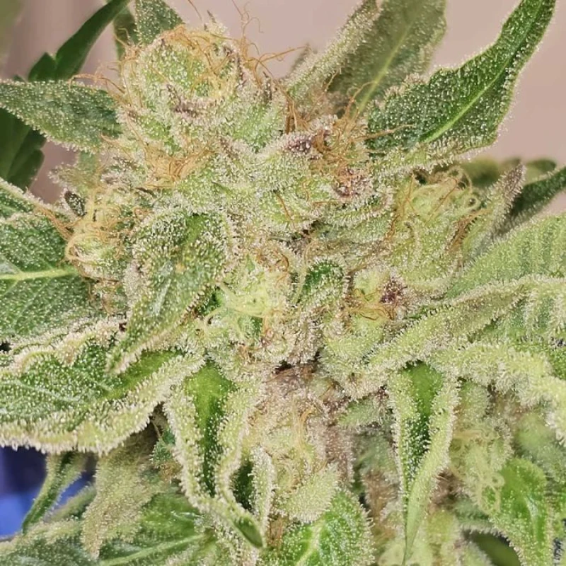 Pinky Zowahh Karma Genetics