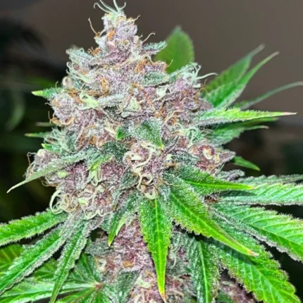 Black cherries strain