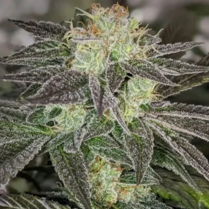 GMO Kosher strain