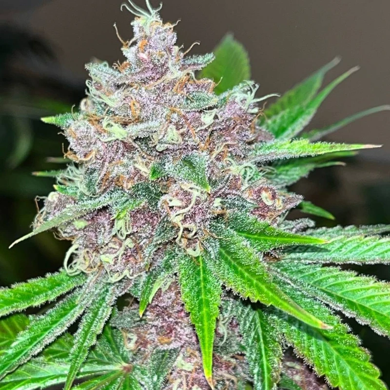 Black-Cherries-strain Black cherries strain