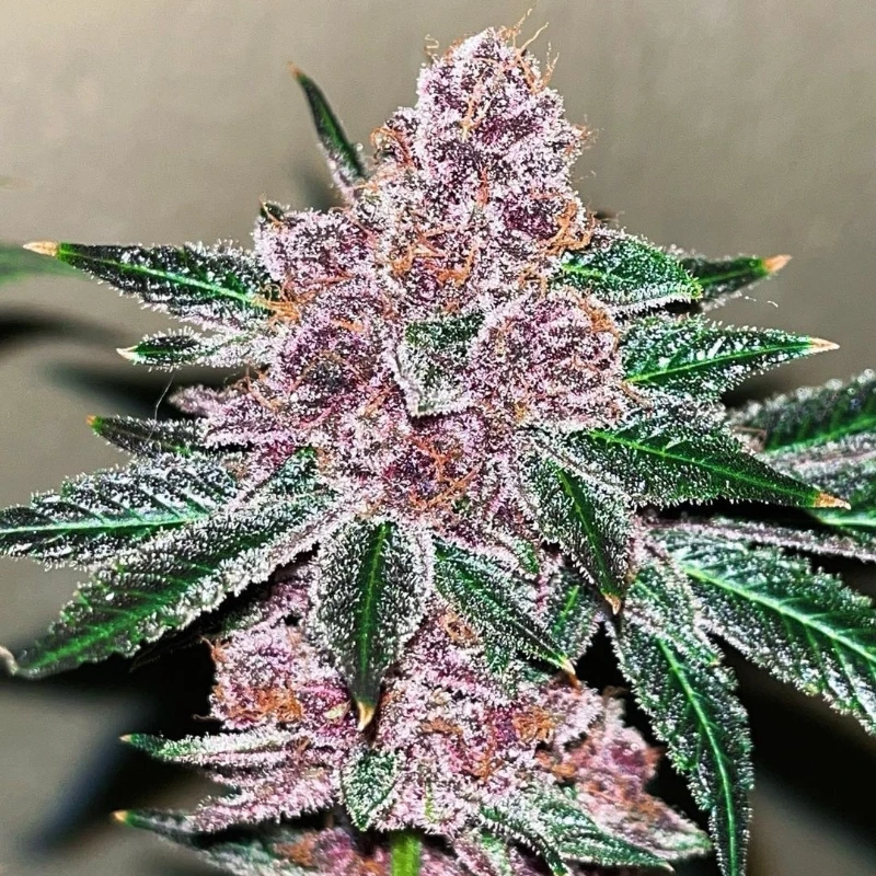 Black-Cherries Black cherries