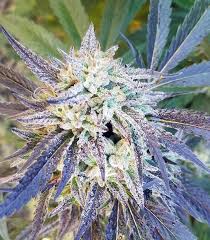 Road Dawg Old School Genetics