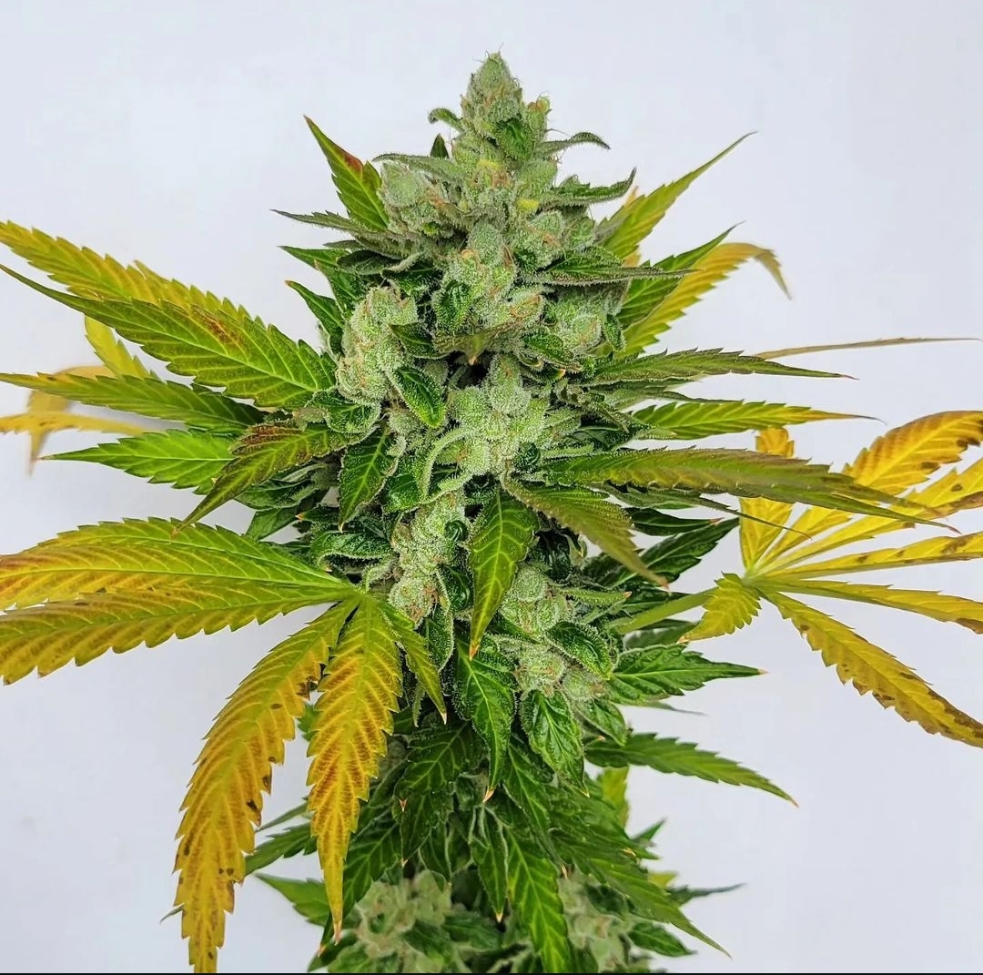 Family Reunion by Inspiration Seed CO