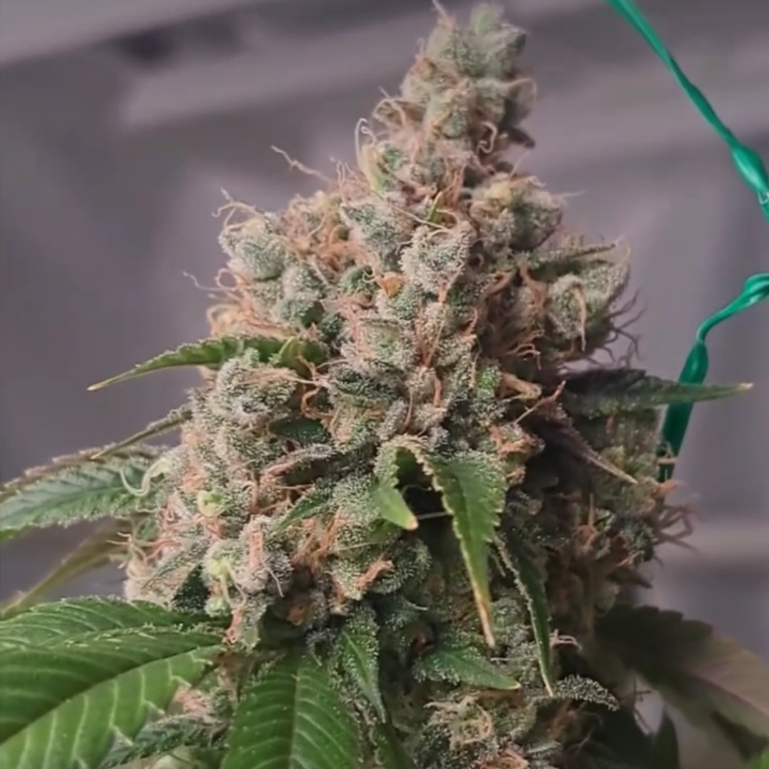 Blue Ribbon cannabis seeds by Inspiration Seed CO