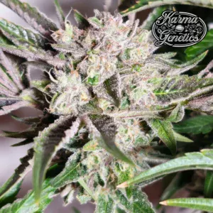 Guava runtz karma genetics