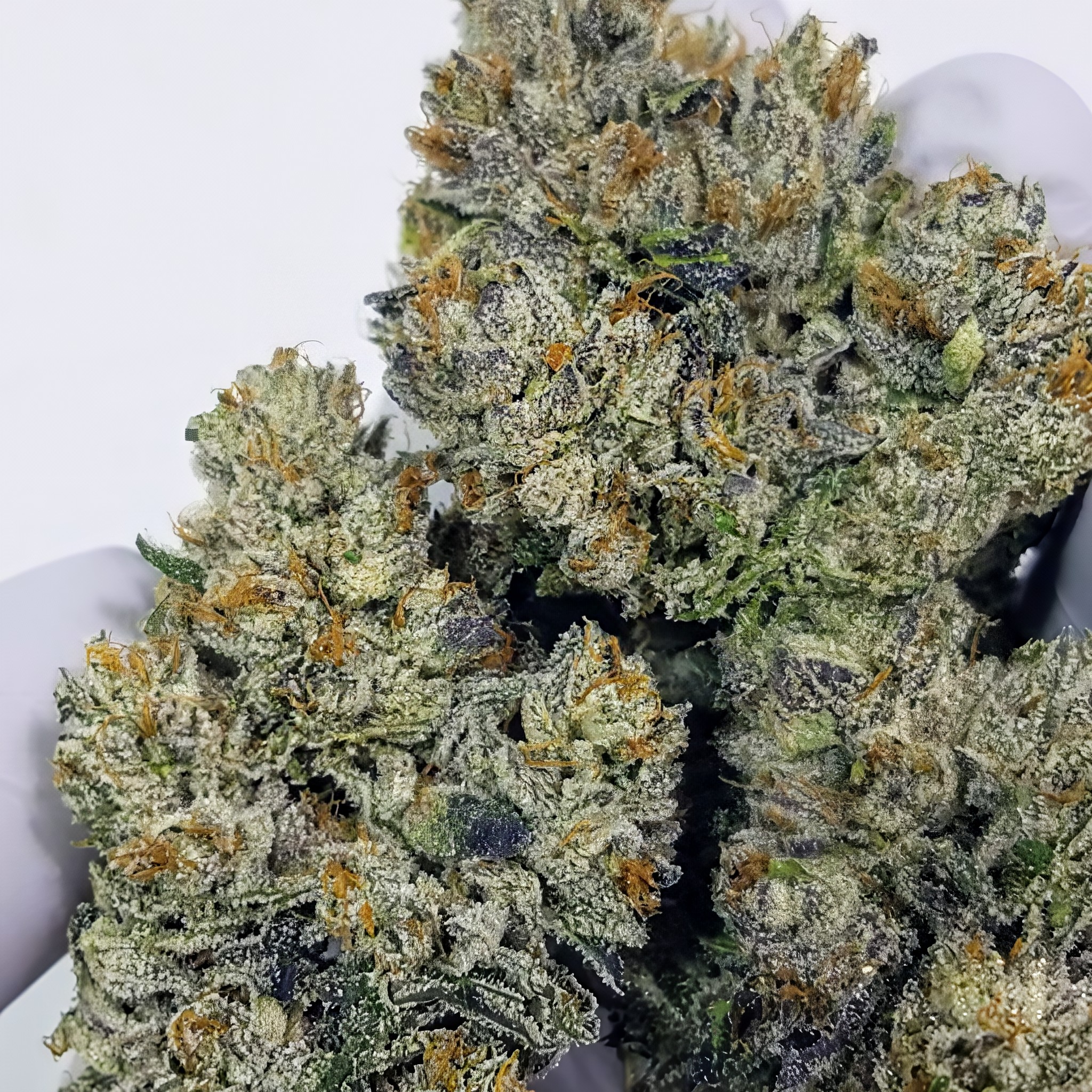 Sour Sweatband OG bud Karma Genetics