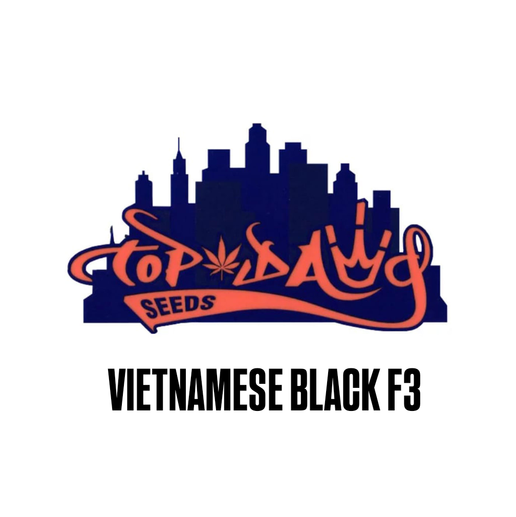 Vietnamese Black F3 by Top Dawg Seeds