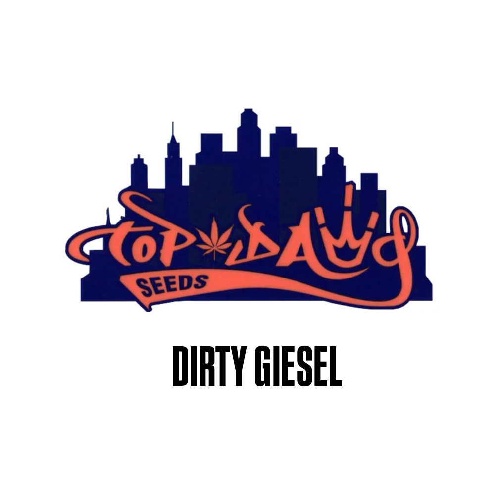 Dirty Giesel