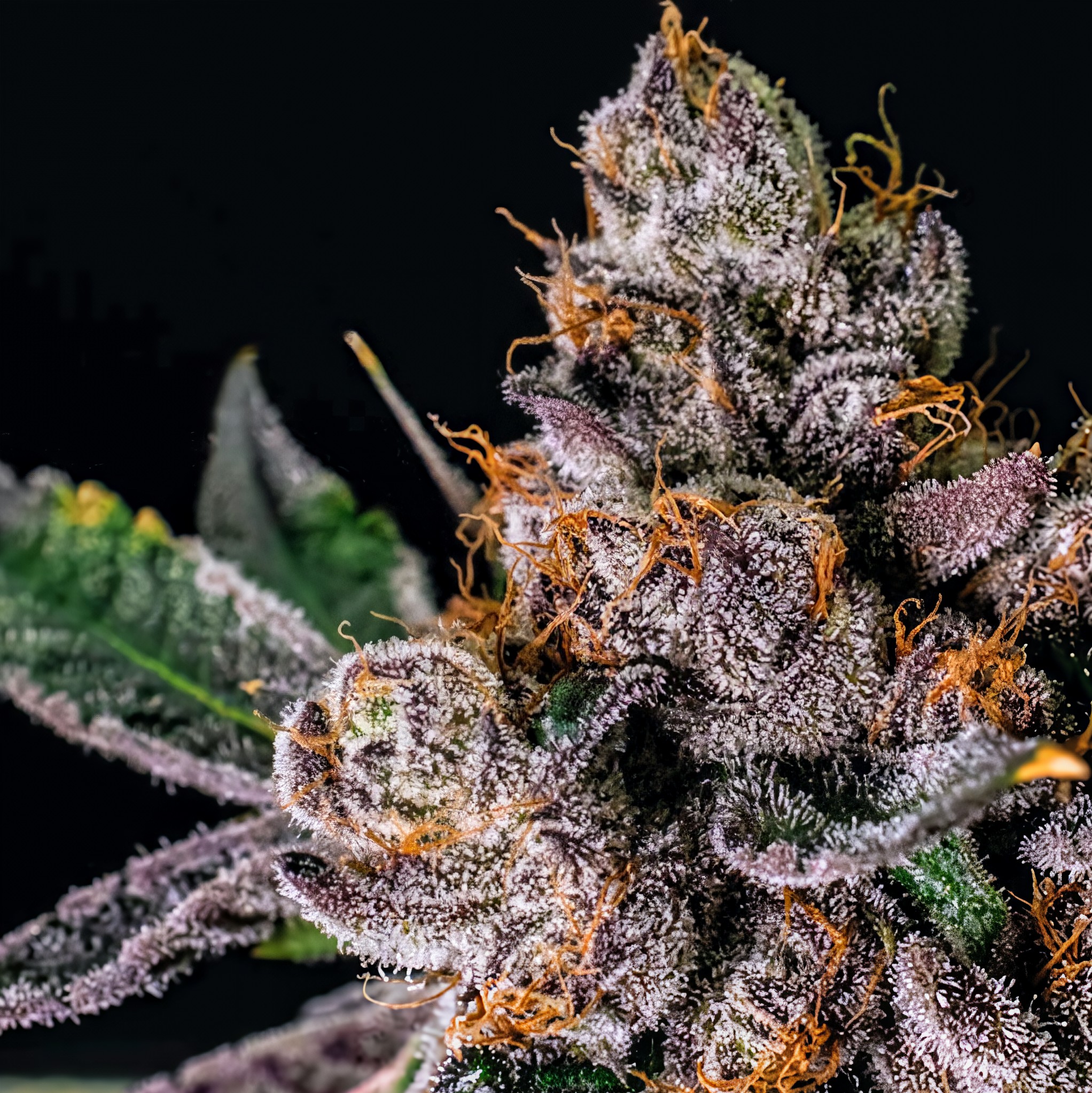 Trop Drops bud Karma Genetics