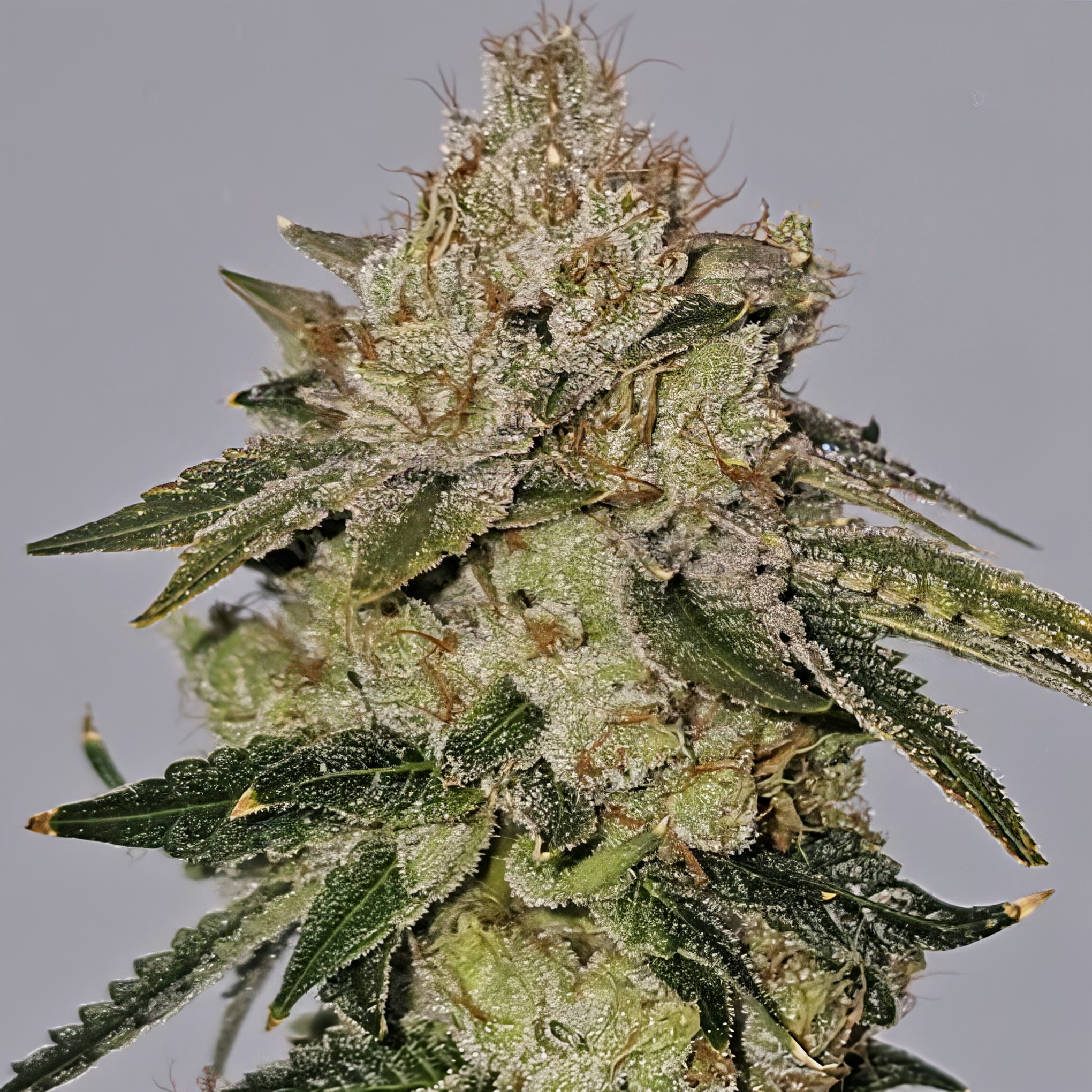 karma-genetics-valley banger -feminized-buds