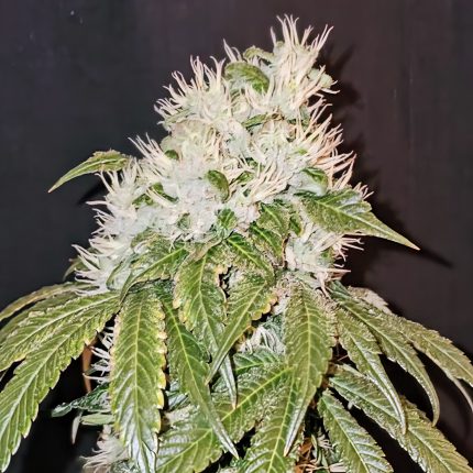 HeadLock by Karma Genetics | Feminized Seeds  |  Gas, Kush, Garlic