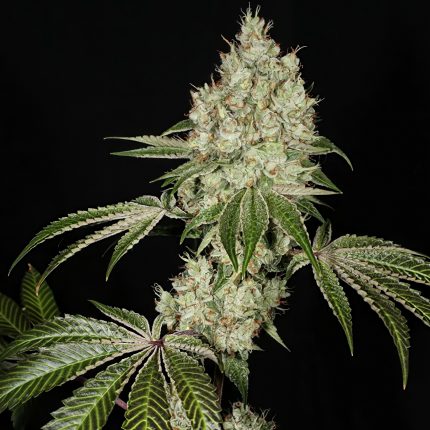 Karma Genetics TK Banger Feminized Seeds | Sour, Kush