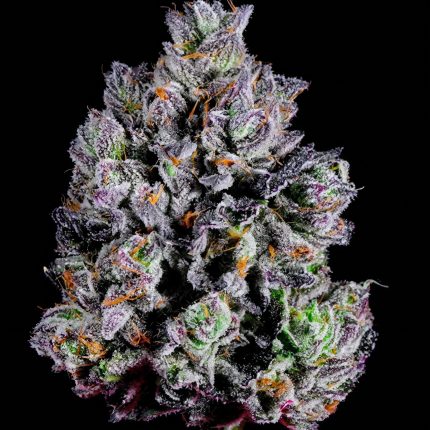 Karma Genetics Zizzle Feminized Seeds | 8–9 Weeks, Medium