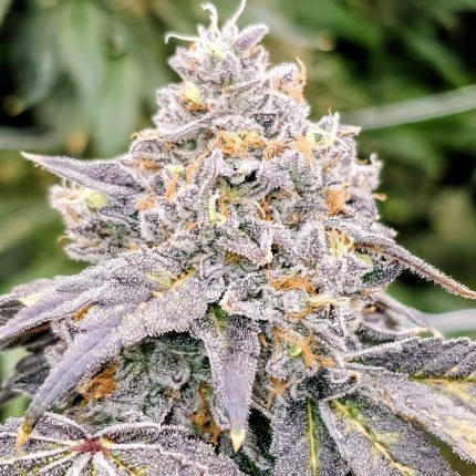 Karma Genetics Zowahh Fresca Feminized Seeds | Candy, Sour
