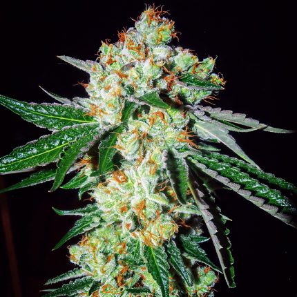 Karma Genetics Georgia Tang Regular Seeds | High Yield