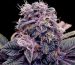 Blueberry cannabis seeds